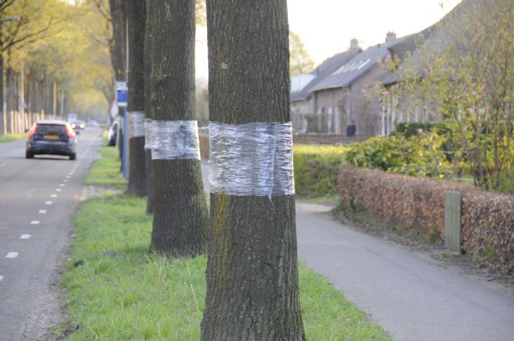 Het Kenniscentrum Eikenprocessierups roept op geen plastic plakstrips te gebruiken Het Kenniscentrum Eikenprocessierups roept op geen plastic plakstrips te gebruiken
