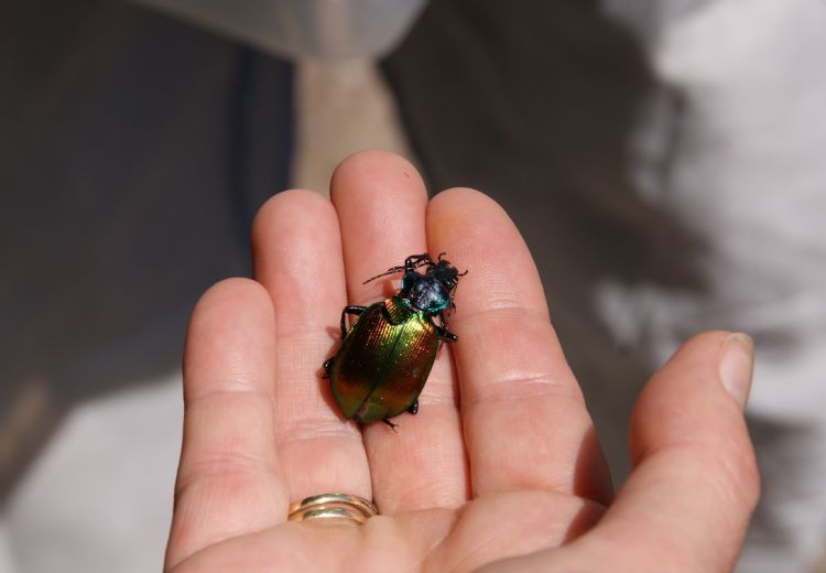 <i>Calosoma sycophanta</i> op de hand van entomologe Silvia Hellingman. Foto: Henry Kuppen <i>Calosoma sycophanta</i> op de hand van entomologe Silvia Hellingman. Foto: Henry Kuppen
