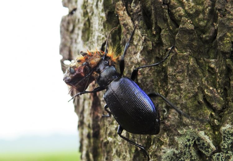 Kleine poppenrover (<i>Calosoma inquisitor</i>) eet ringelrups. Foto: Silvia Hellingman. Het verschil met de grote poppenrover is dat de laatste zich voedt met grote, behaarde rupsen en de kleine poppenrover niet Kleine poppenrover (<i>Calosoma inquisitor</i>) eet ringelrups. Foto: Silvia Hellingman. Het verschil met de grote poppenrover is dat de laatste zich voedt met grote, behaarde rupsen en de kleine poppenrover niet