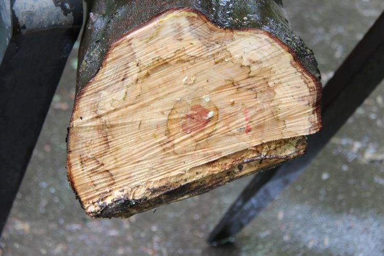 Roetschorsziekte, verkleuring in stamhout. Foto: Henry Kuppen Roetschorsziekte, verkleuring in stamhout. Foto: Henry Kuppen