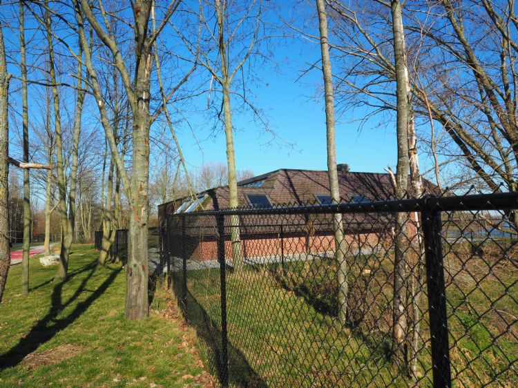 Afgestorven esdoorns met roetschorsziekte in Maaseik. Foto: Henry Kuppen Afgestorven esdoorns met roetschorsziekte in Maaseik. Foto: Henry Kuppen