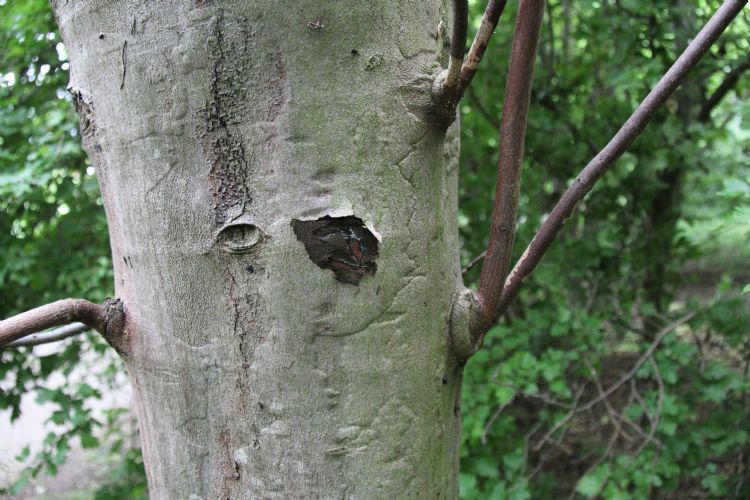 Opbollend kurkcambium. Foto: Henry Kuppen Opbollend kurkcambium. Foto: Henry Kuppen