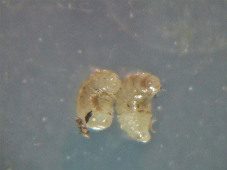 De sluipwesplarven. Foto: Silvia Hellingman De sluipwesplarven. Foto: Silvia Hellingman