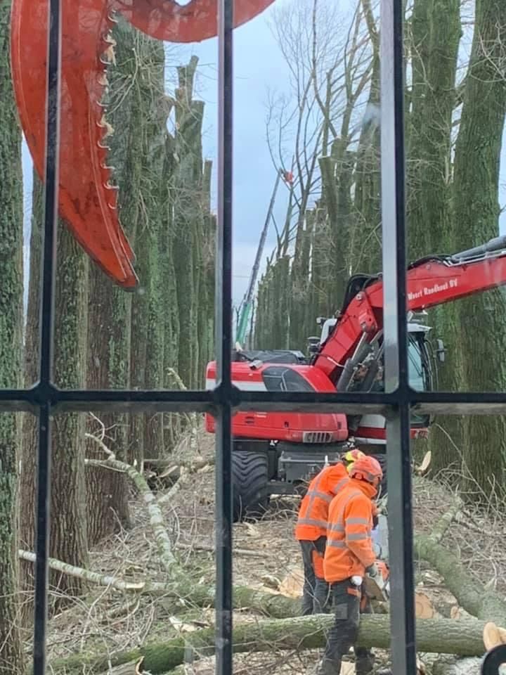 Van Weert Rondhout laat gekapte bomen niet in vrije val neerkomen. Eerst wordt met de boomvelkraan Sennebogen 830 RHDD de kroon eraf gehaald en in de tweede ronde wordt de stam gecontroleerd neergelegd. Van Weert Rondhout laat gekapte bomen niet in vrije val neerkomen. Eerst wordt met de boomvelkraan Sennebogen 830 RHDD de kroon eraf gehaald en in de tweede ronde wordt de stam gecontroleerd neergelegd.