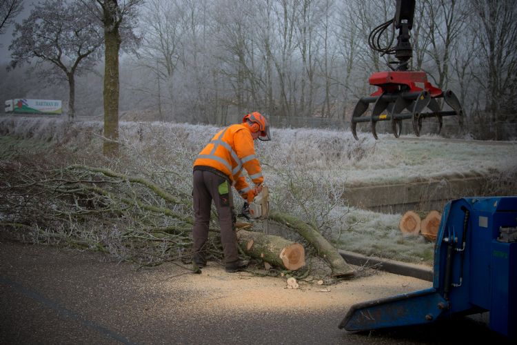 Gesaneerde iepen Gesaneerde iepen