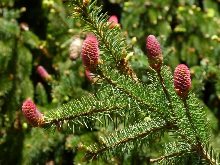 <i>Picea abies</i> 'Acrocona' - kegels <i>Picea abies</i> 'Acrocona' - kegels