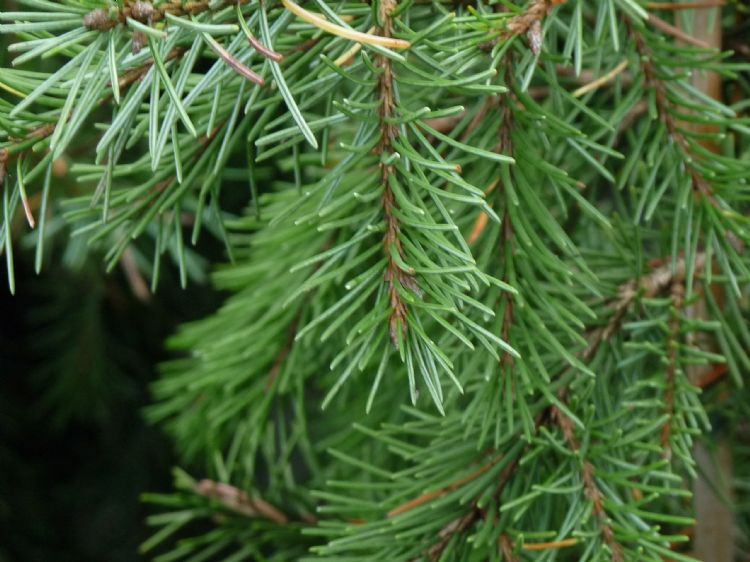 <i>Picea breweriana</i> - naalden <i>Picea breweriana</i> - naalden