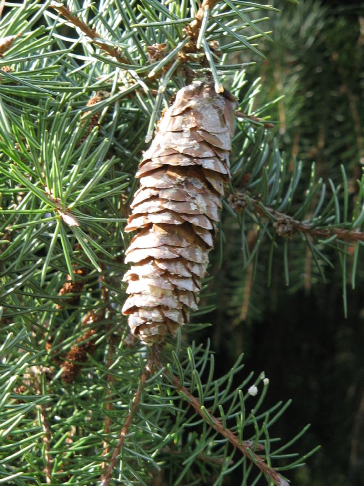 <i>Picea breweriana</i> - volwassen kegel <i>Picea breweriana</i> - volwassen kegel