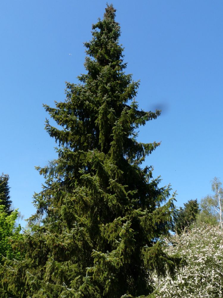 <i>Picea omorika</i> - volwassen boom <i>Picea omorika</i> - volwassen boom