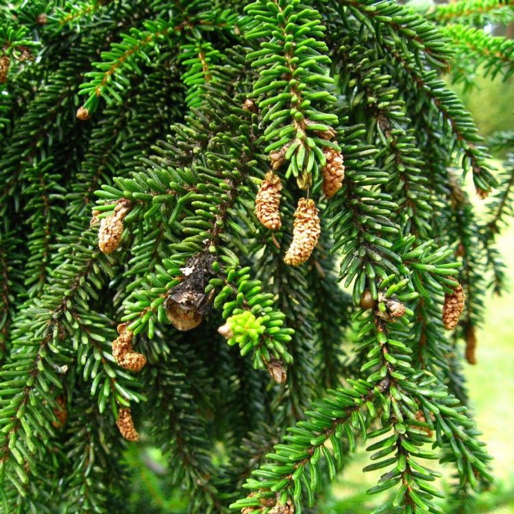 <i>Picea orientalis</i> - naalden en kegels <i>Picea orientalis</i> - naalden en kegels