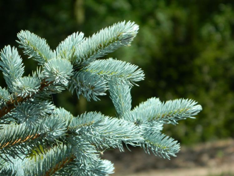 <i>Picea pungens</i> 'Hoopsii' <i>Picea pungens</i> 'Hoopsii'