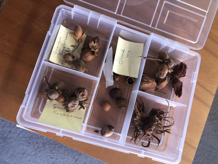 De ene hazelaar is de andere niet. Deze hazelnoten van soms 5000 jaar oud hebben hun eigen specifieke kenmerken De ene hazelaar is de andere niet. Deze hazelnoten van soms 5000 jaar oud hebben hun eigen specifieke kenmerken