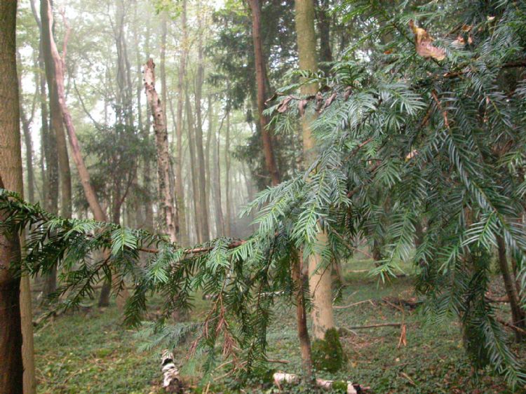 Zeldzaam bos met wilde Taxus in de Achterhoek bij Winterswijk (Gld.) Zeldzaam bos met wilde Taxus in de Achterhoek bij Winterswijk (Gld.)