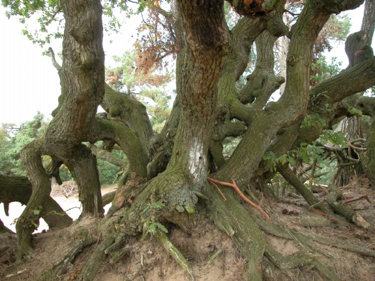 Uitgegroeid hakhout van een oude zomereik in de Loonse en Drunense Duinen (N.-Br.)