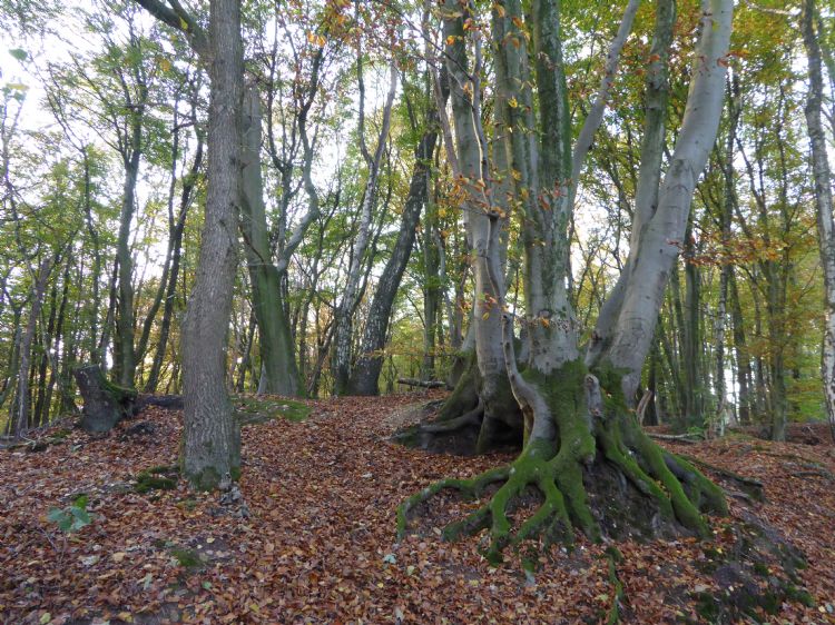 Oude boskern op de Sint-Jansberg (Noord-Limburg) met uitgegroeid hakhout van beuk en wintereik