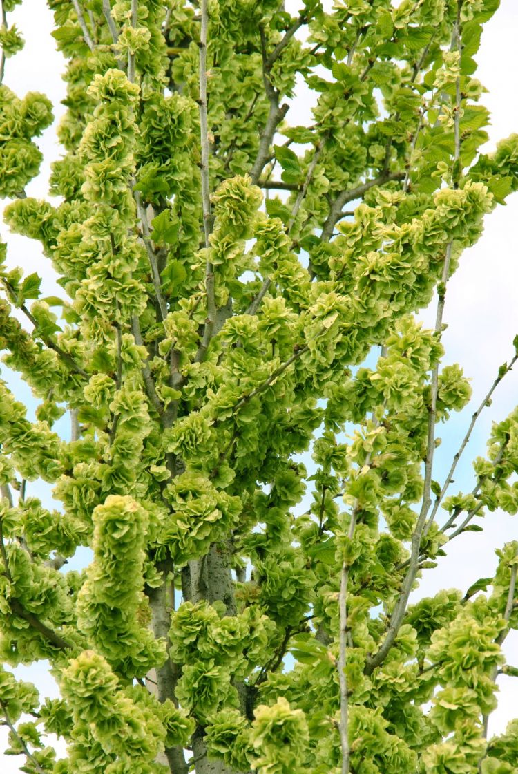 <i>Ulmus</i> 'Columella' <i>Ulmus</i> 'Columella'