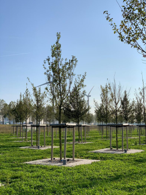 Foto van de granulaatproef. Foto: Bomenwacht Nederland Foto van de granulaatproef. Foto: Bomenwacht Nederland