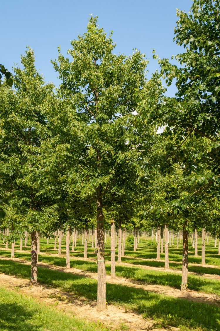 <i>Tilia mongolica</i> 'Buda' <i>Tilia mongolica</i> 'Buda'
