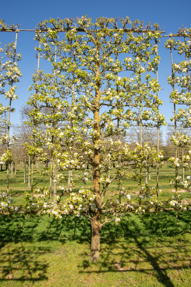 <i>Pyrus calleryana</i> 'Chanticleer', schermvorm op halfstam <i>Pyrus calleryana</i> 'Chanticleer', schermvorm op halfstam