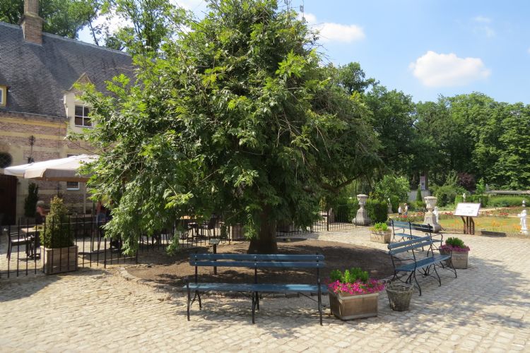 De treures staat op een plein met een terrasje en bankjes onder de boom.