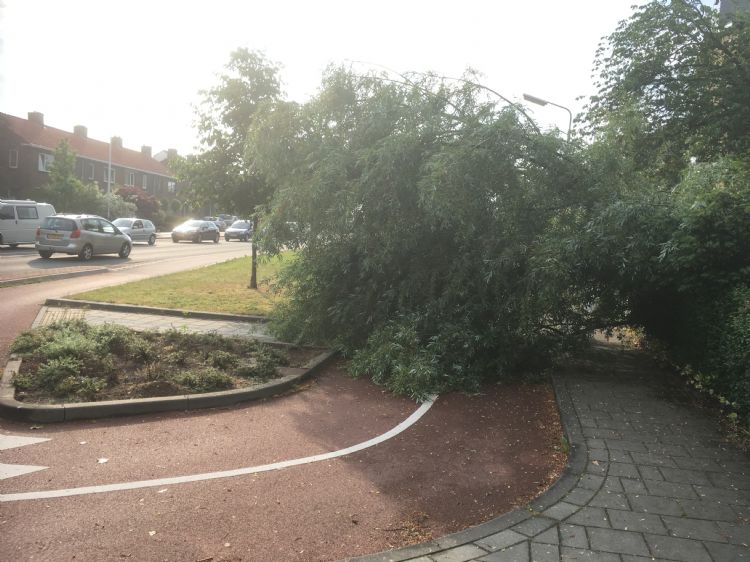 Een omgewaaide boom in Nijmegen