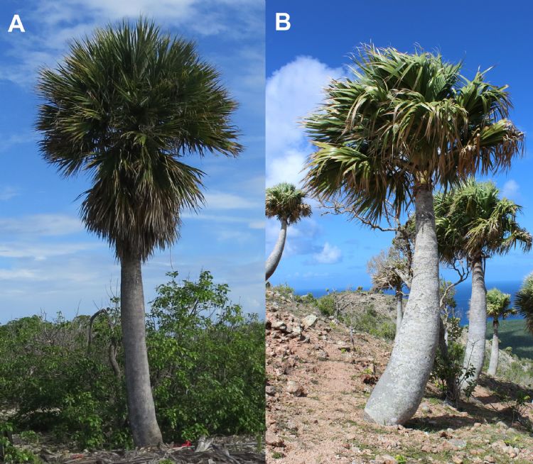 Foto: Facebook Quirijn Coolen. Links de Bonaire palm en rechts de antillensis 