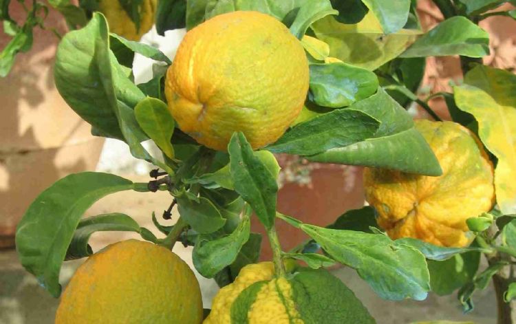 Vruchten van Citrus aurantium 'Bizzaria'