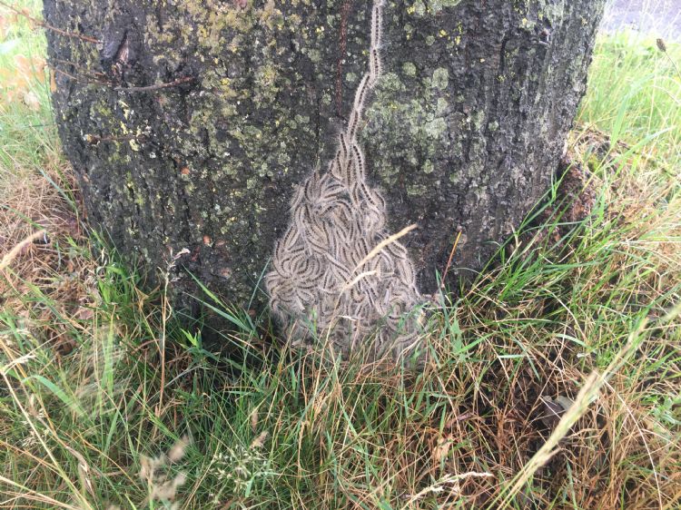 Eikenprocessierupsen kruipen de grond in 