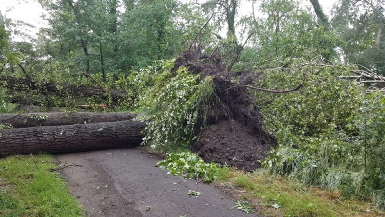 Een omgevallen boom. Foto: Weijtmans