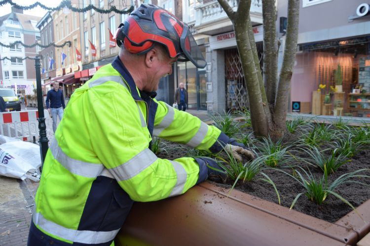 Medewerker van firma Zoontjens brengt onderbeplanting aan in boombakken in gemeente Roermond