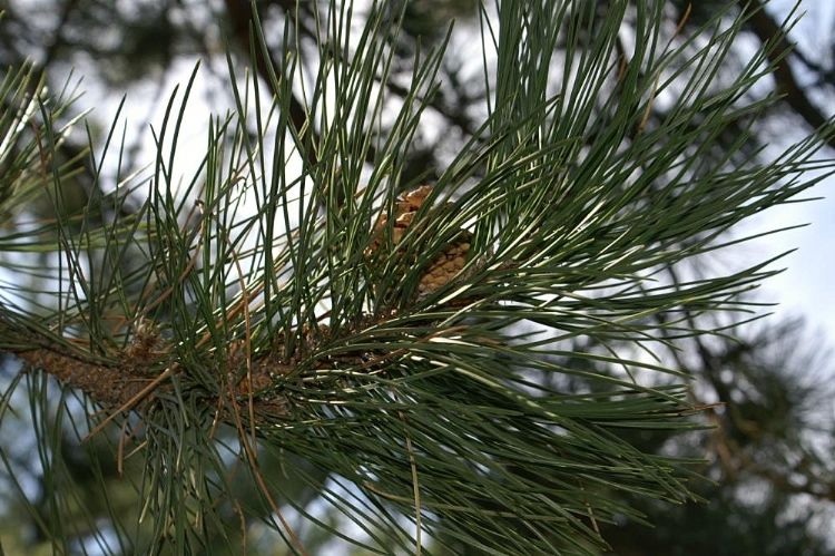 Pinus Nigra 'nigra'