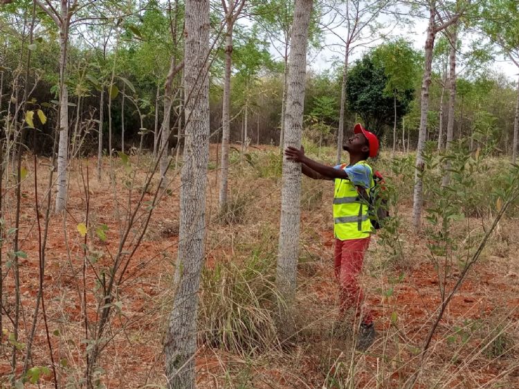 Projectleider Jeconiah van Stichting Africa Wood Grow. De bomen groeien op het land van Stella, een lokale boerin. 61 boeren volgden haar voorbeeld