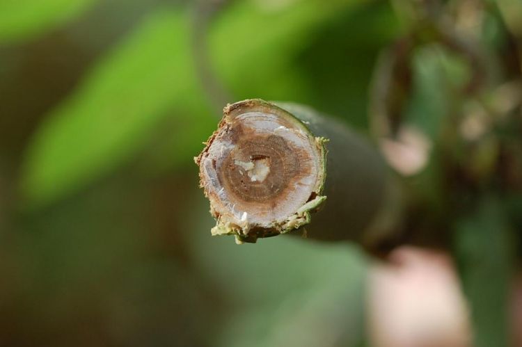 Door de schimmelziekte sterft de boom uiteindelijk helemaal af.