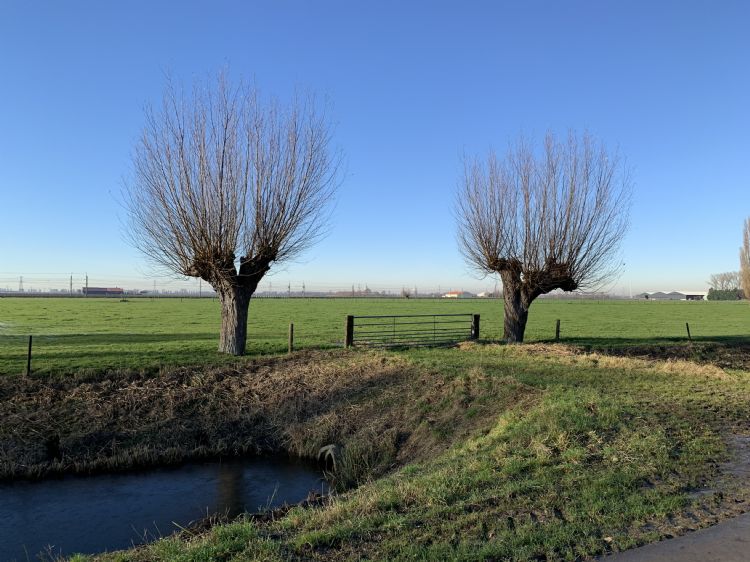 De wilgen op de foto werden jaren geleden 'voor ons' aangeplant, door de vorige generatie