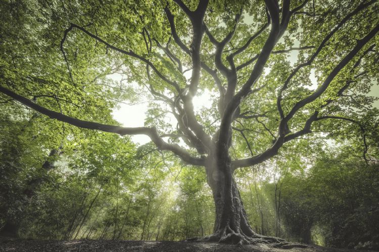 De Heksenboom in Bladel, boom van het jaar 2019