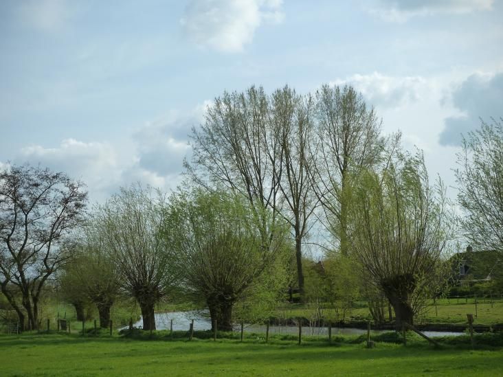 Knotwilgen aan de Kromme Rijn, foto: Carine Nieman, Provincie Utrecht
