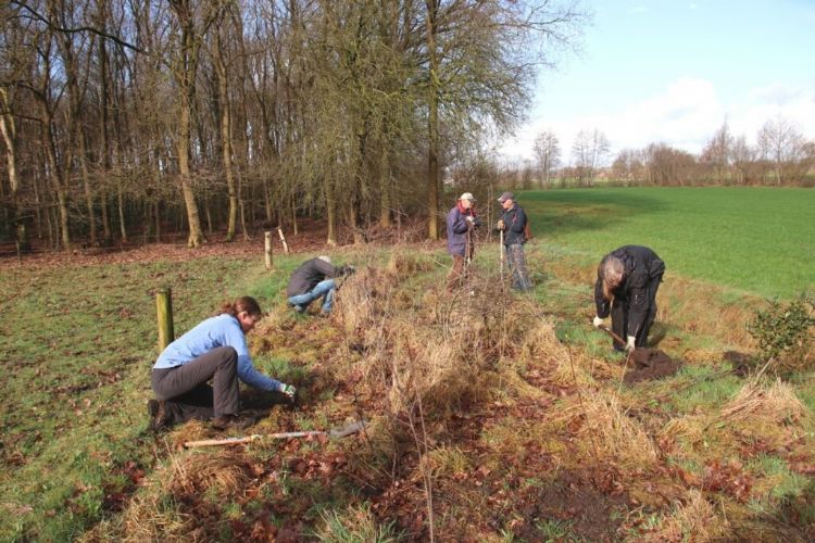 De Landschapsbrigade Meppel herstelt door de aanplant van bomen en struiken een singel in het gebied Broekhuizen. Inspiratiefoto Plan Boom