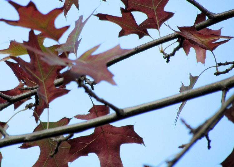 Bladeren van moeraseik in herfstkleur