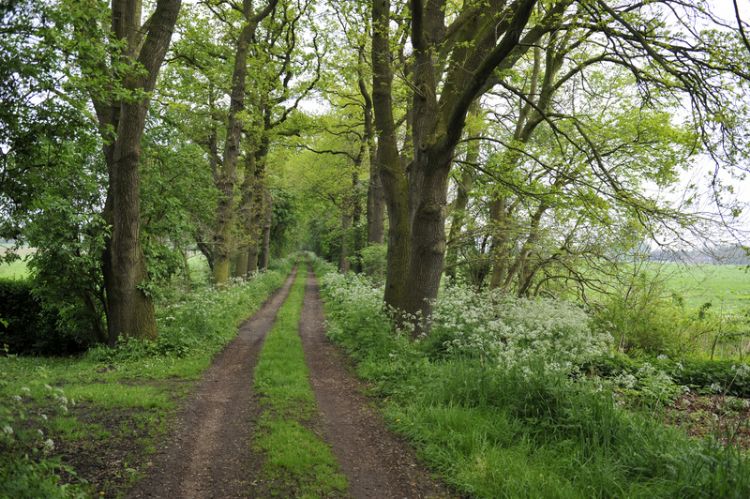 Bos bij Westerbroek, foto: Provincie Groningen