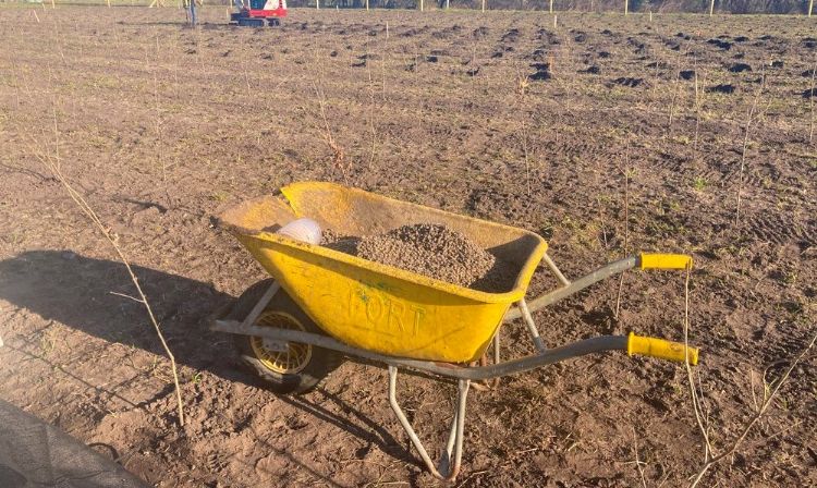 Wolpellets bij de pilot-aanplant van de jonge bomen van de gemeente Ermelo, foto DJ van Dalfsen