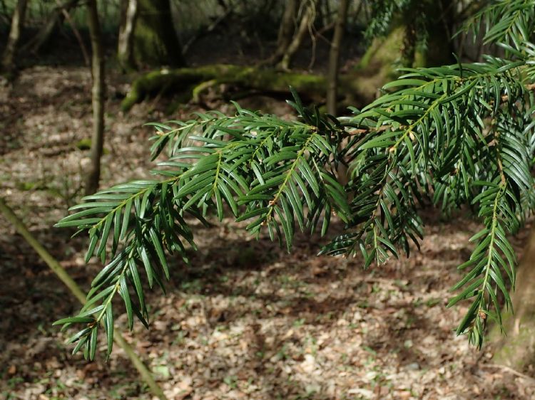 Taxus baccata (foto Wikimedia Commons)
