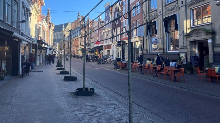 Pas aangeplante leilinden in de Haarlemse Zijlstraat, foto: gemeente Haarlem