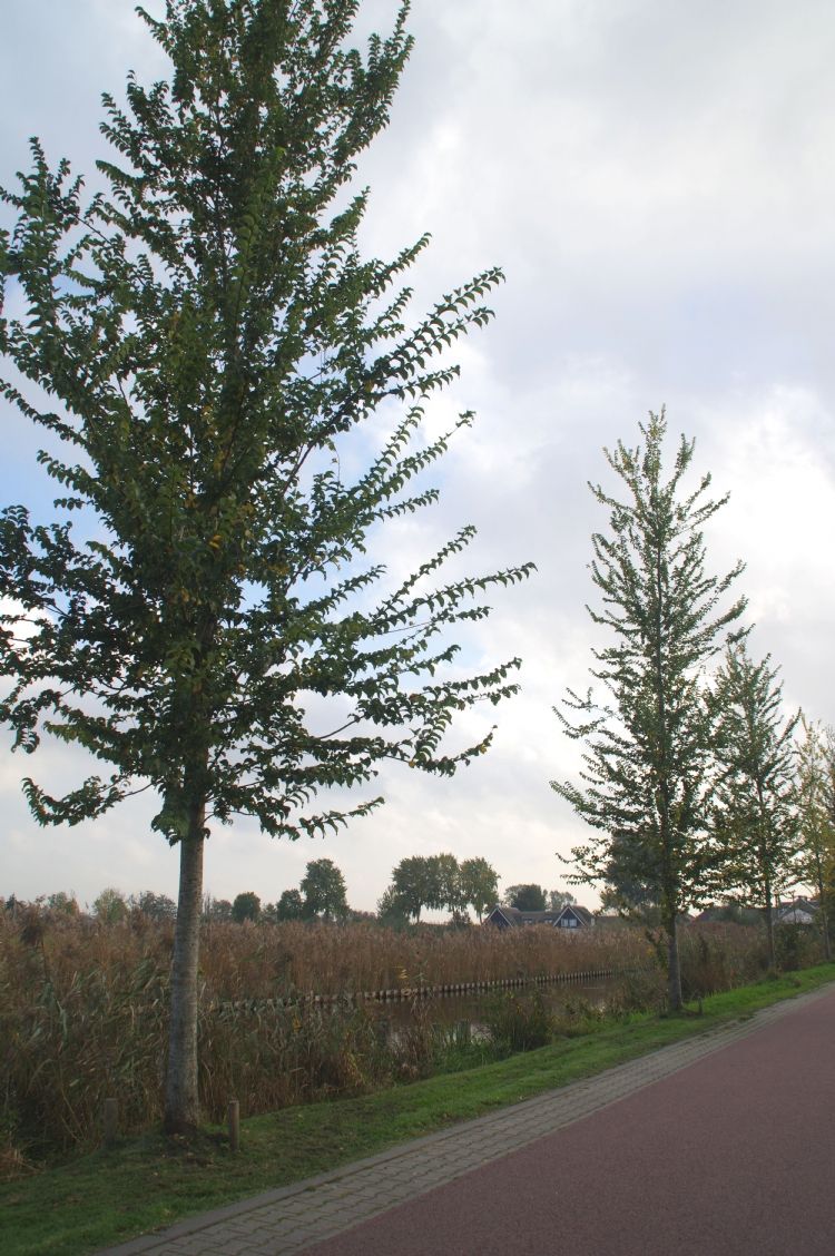 Iepen langs de 's-Gravelandsevaartweg