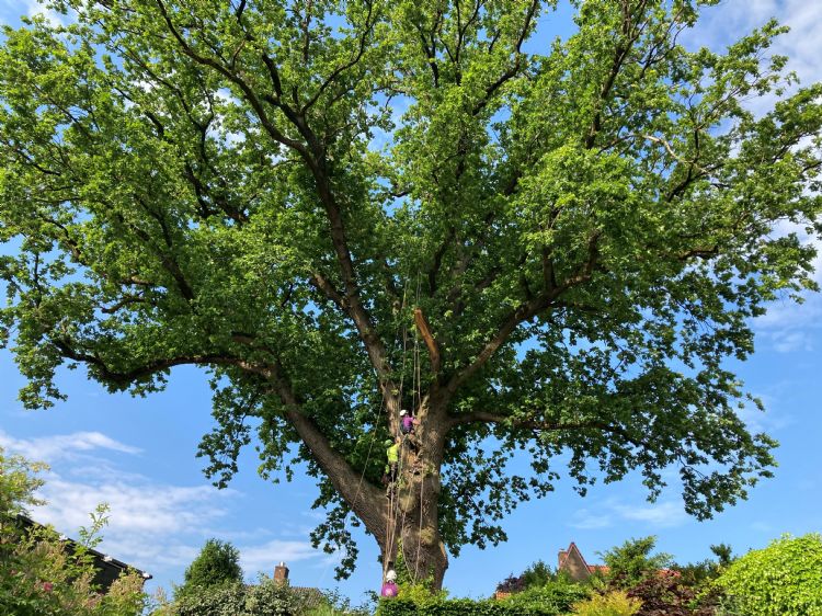 De oudste eik van Arnhem is een van de winnaars in de Nationale Bomen Top 50