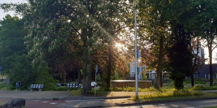 De paardenkastanje op de 'hoek' van het fietspad. Foto: GennepNews