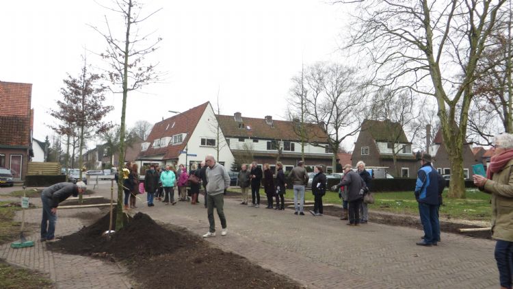 Buurtbewoners volgen geïnteresseerd de aanplant van 'hun' extra dikke moeraseiken in Baarn.