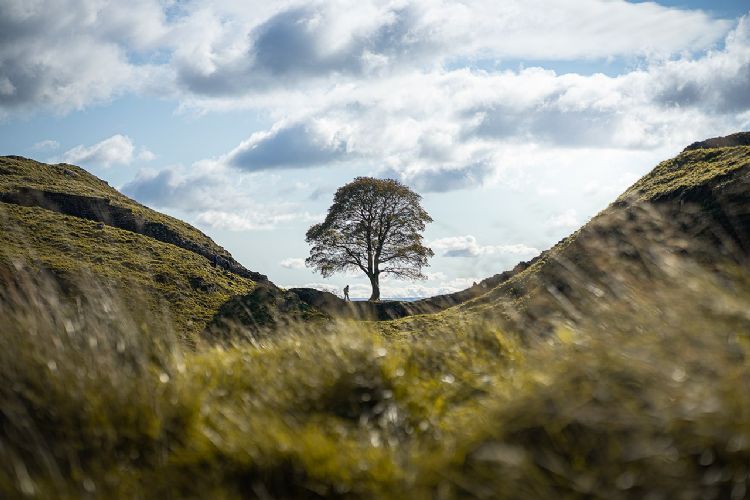 Sycamore Gap Tree in oktober 2020 (Wikimedia Commons, Clementp.fr)