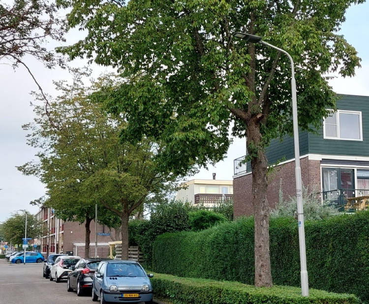 <i>Ostrya</i> - de overlast gevende bomen in Zoetermeer