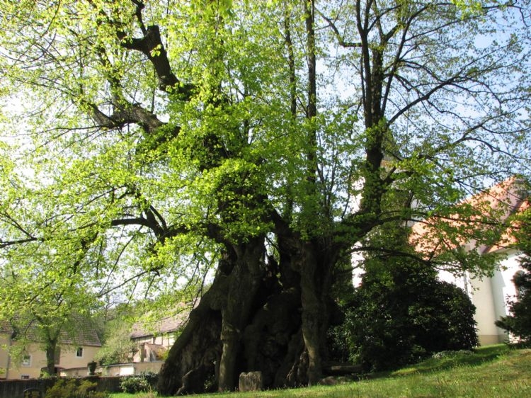 Collmer linde bij Dresden: een zeer oude boom die niet zomaar te vervangen is 