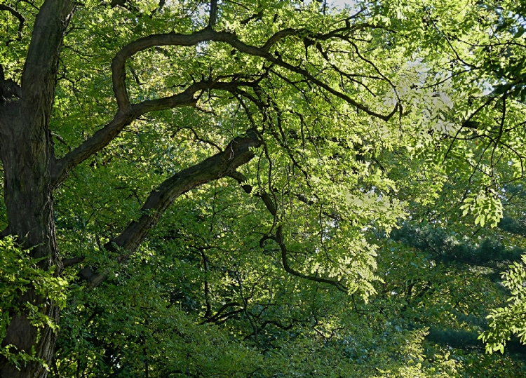 Robinia pseudoacacia staat op de zwarte lijst